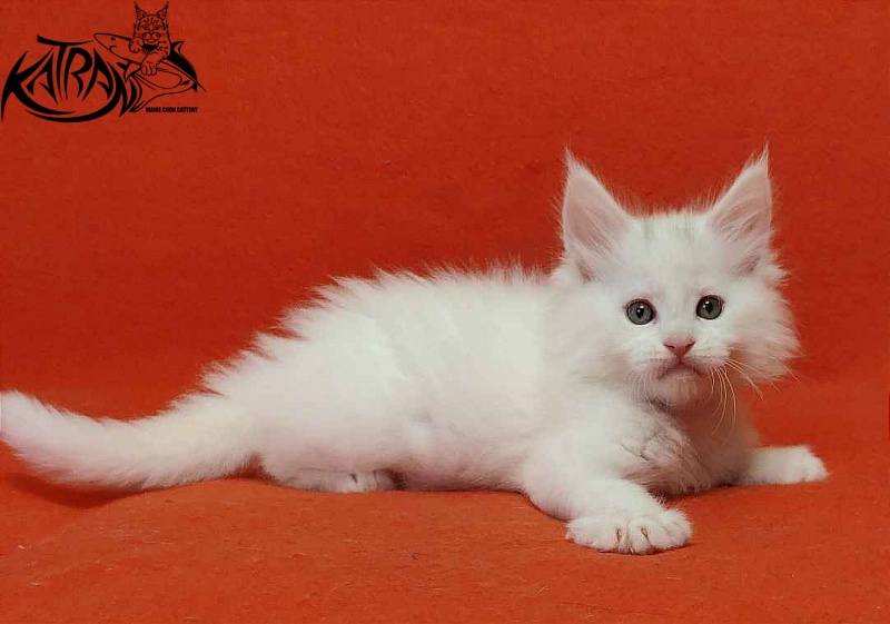 Katran Vegas - Кошеня мейн-кун 1 місяць 2 тижні