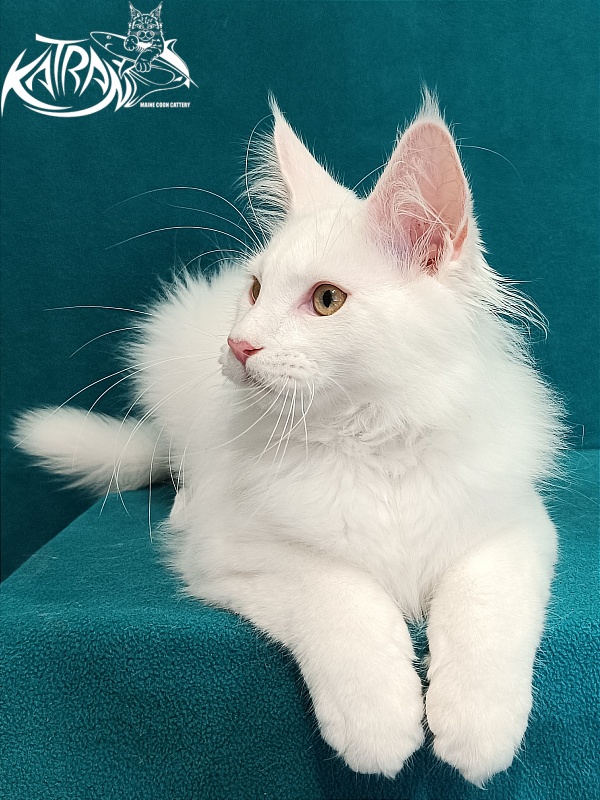 Katran Vegas - Кошеня мейн-кун 3 місяця 1 тиждень