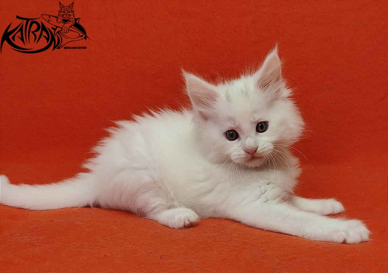 Katran Vegas - Кошеня мейн-кун 1 місяць 2 тижні
