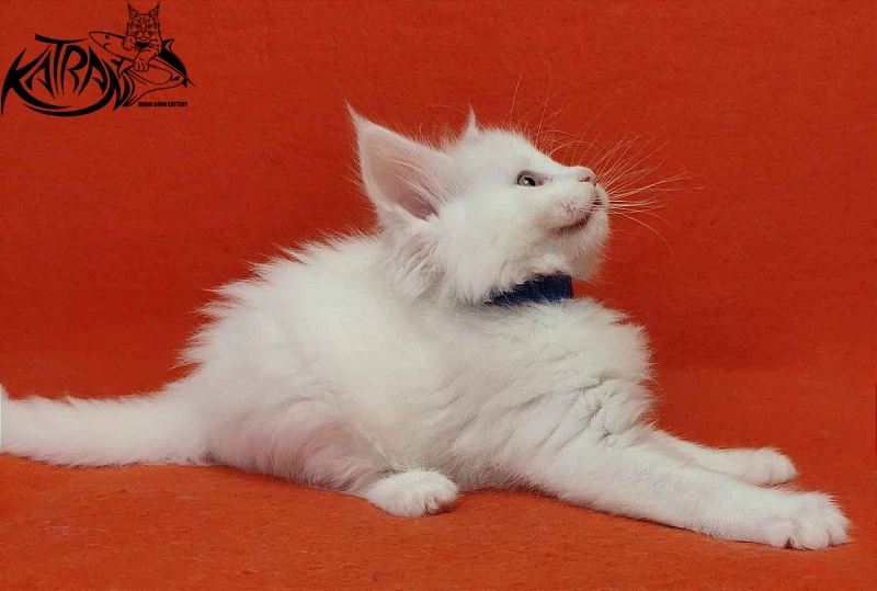 Katran Vegas - Кошеня мейн-кун 1 місяць 2 тижні