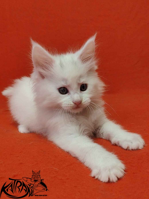 Katran Vegas - Кошеня мейн-кун 1 місяць 2 тижні