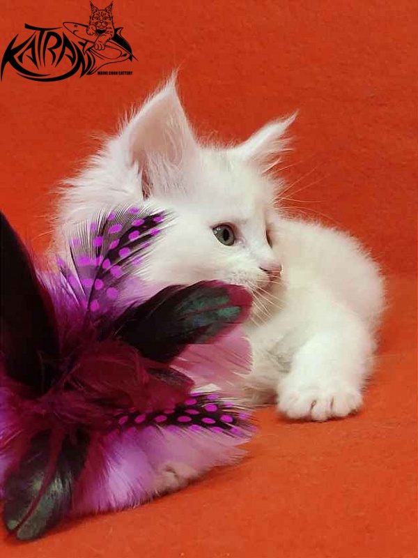 Katran Vegas - Кошеня мейн-кун 1 місяць 2 тижні