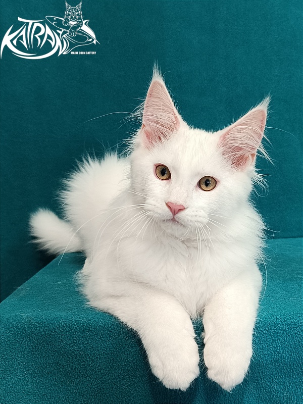 Katran Vegas - Кошеня мейн-кун 3 місяця 1 тиждень