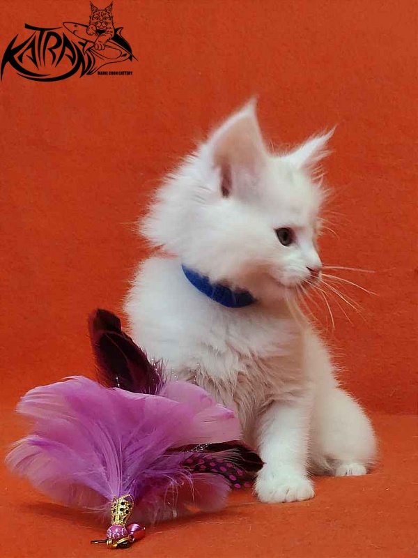 Katran Vegas - Кошеня мейн-кун 1 місяць 2 тижні