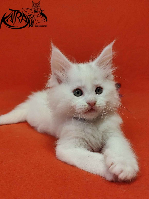 Katran Vegas - Кошеня мейн-кун 1 місяць 2 тижні