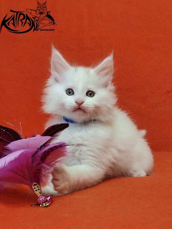 Katran Vegas - Кошеня мейн-кун 1 місяць 2 тижні