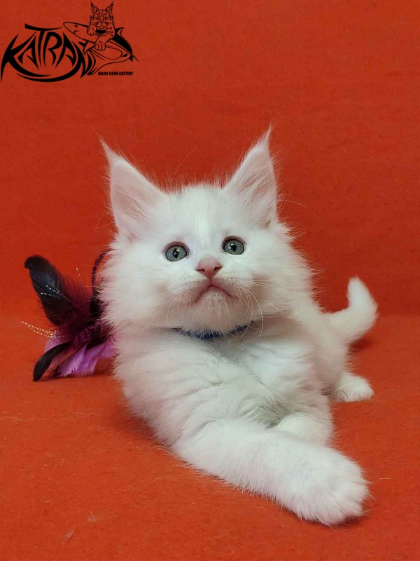 Katran Vegas - Кошеня мейн-кун 1 місяць 2 тижні