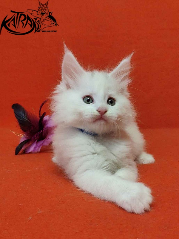 Katran Vegas - Кошеня мейн-кун 1 місяць 2 тижні