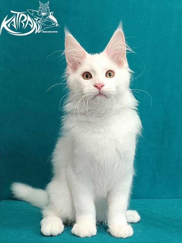 Katran Vegas - Кошеня мейн-кун 3 місяця 1 тиждень