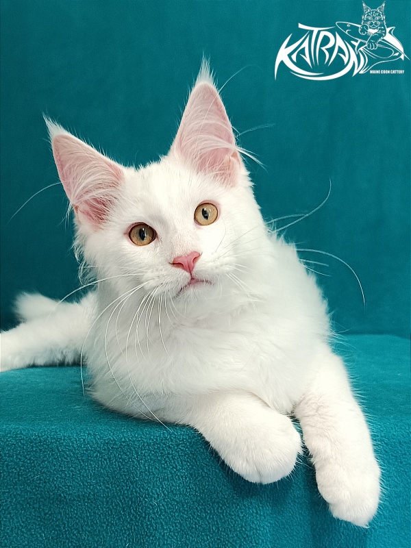 Katran Vegas - Кошеня мейн-кун 3 місяця 1 тиждень