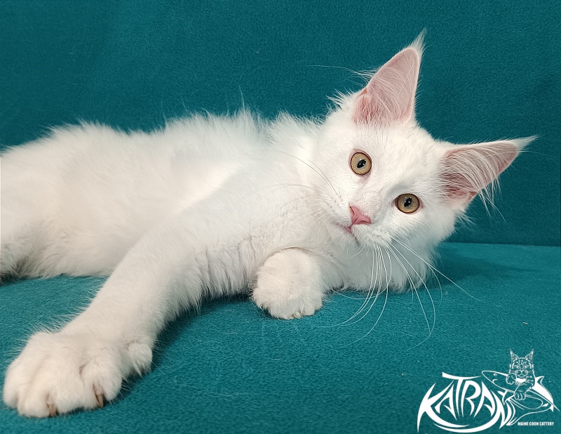 Katran Vegas - Кошеня мейн-кун 3 місяця 1 тиждень