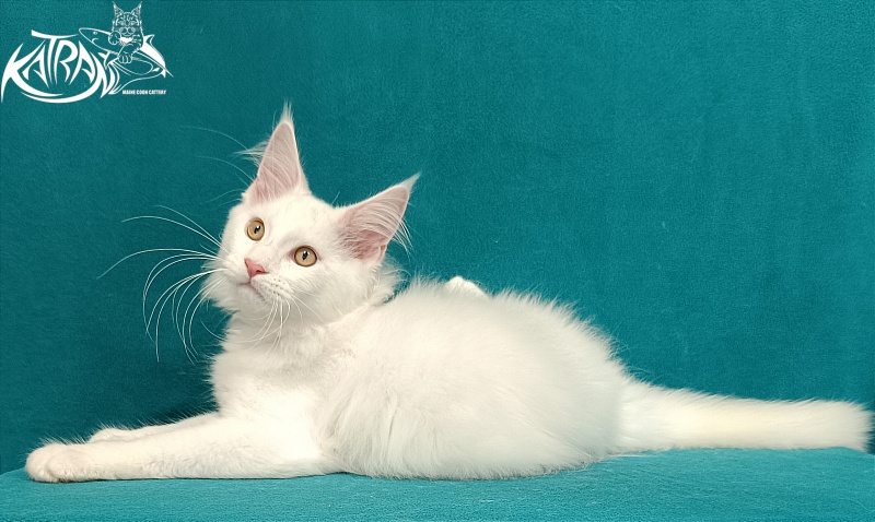 Katran Vegas - Кошеня мейн-кун 3 місяця 1 тиждень