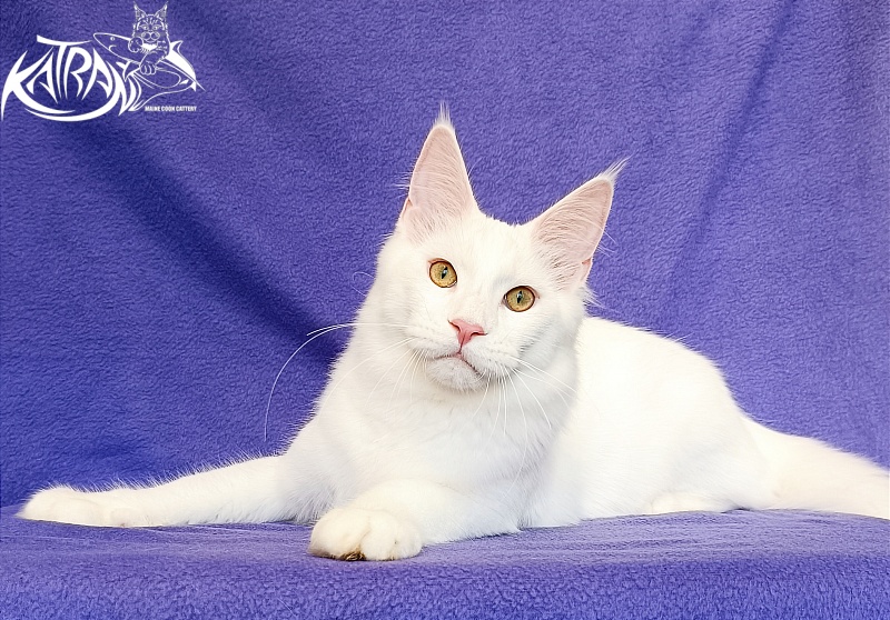 Katran Vegas - Кошеня мейн-кун 5 місяців 2,5 тижні