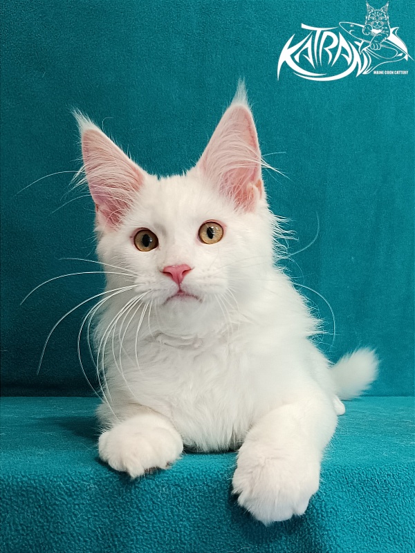 Katran Vegas - Кошеня мейн-кун 3 місяця 1 тиждень