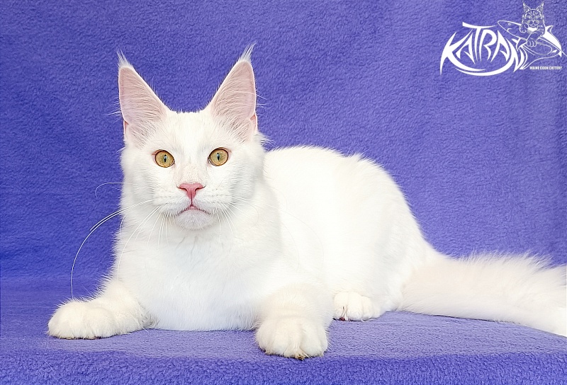 Katran Vegas - Кошеня мейн-кун 5 місяців 2,5 тижні