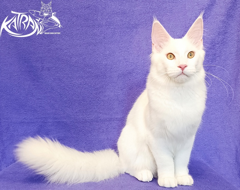 Katran Vegas - Кошеня мейн-кун 5 місяців 2,5 тижні