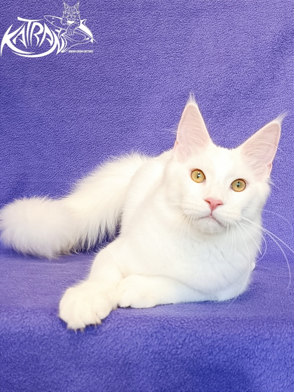 Katran Vegas - Кошеня мейн-кун 5 місяців 2,5 тижні