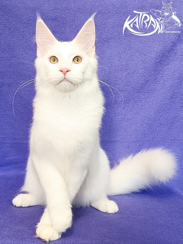 Katran Vegas - Кошеня мейн-кун 5 місяців 2,5 тижні