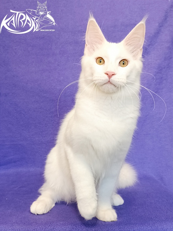 Katran Vegas - Кошеня мейн-кун 5 місяців 2,5 тижні