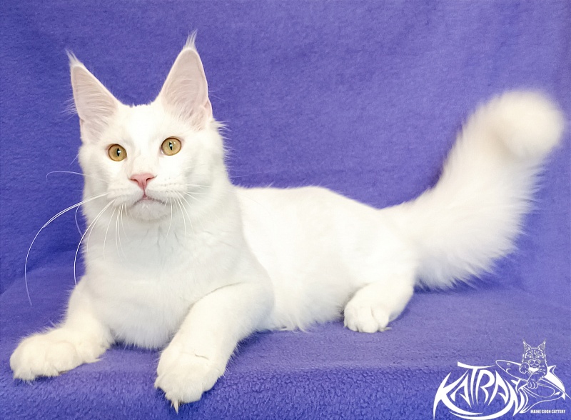 Katran Vegas - Кошеня мейн-кун 5 місяців 2,5 тижні