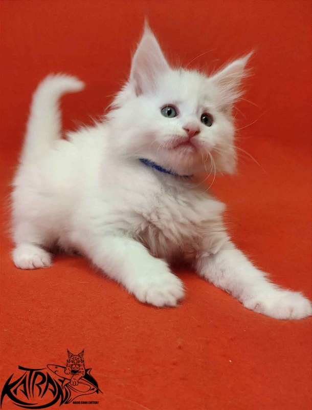 Katran Vegas - Кошеня мейн-кун 1 місяць 2 тижні