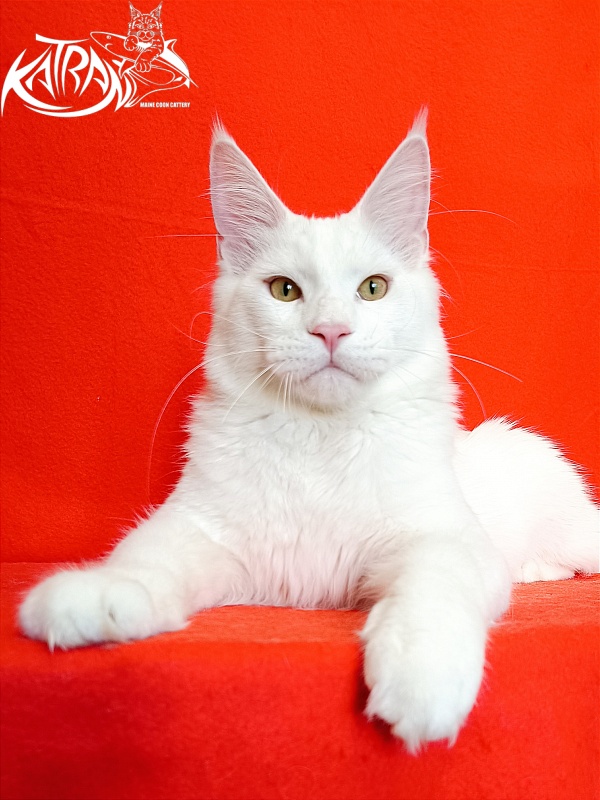 Katran Vegas - Юніор мейн-кун 7 місяців 1 тиждень