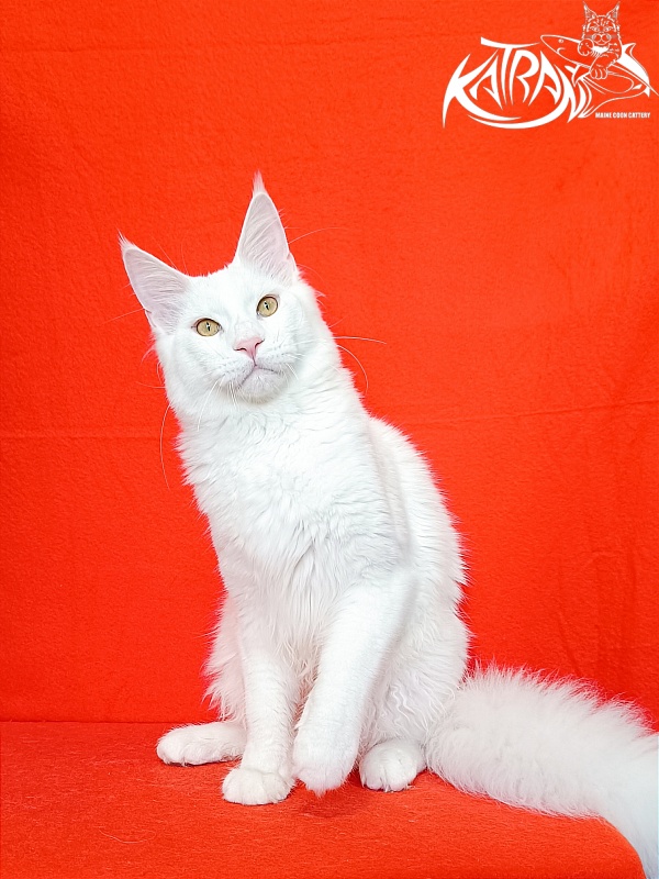 Katran Vegas - Юніор мейн-кун 7 місяців 1 тиждень