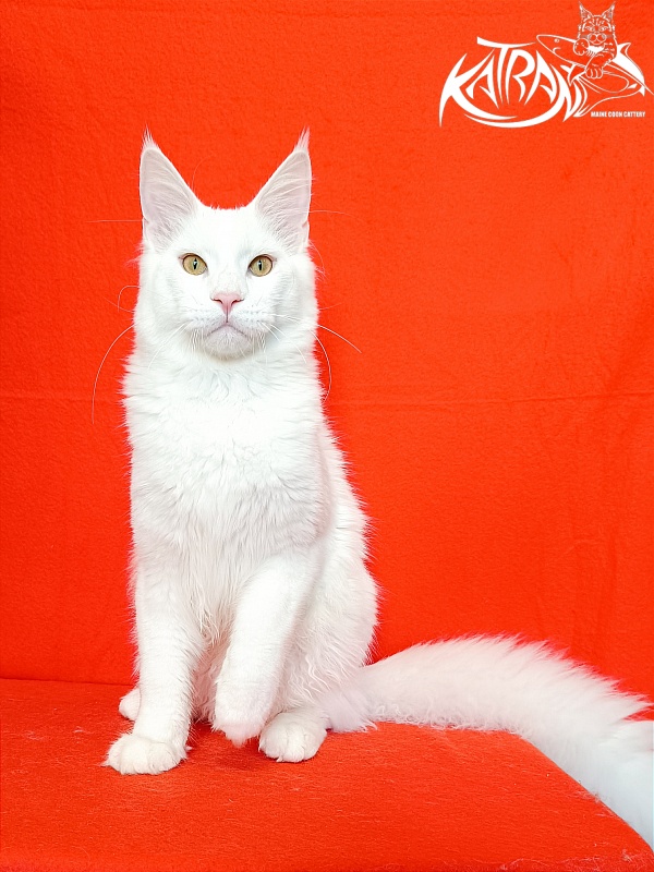 Katran Vegas - Юніор мейн-кун 7 місяців 1 тиждень