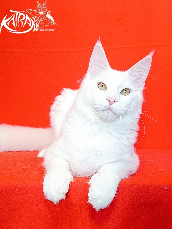 Katran Vegas - Юніор мейн-кун 7 місяців 1 тиждень