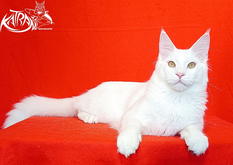 Katran Vegas - Юніор мейн-кун 7 місяців 1 тиждень