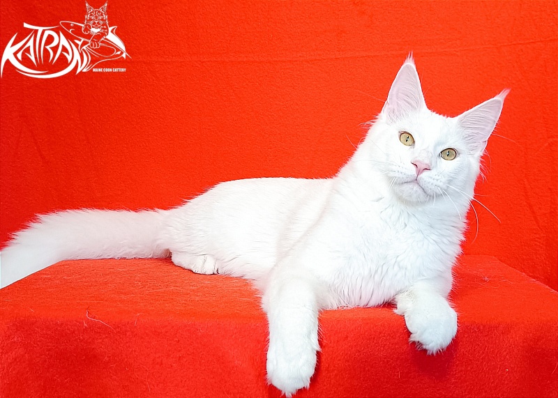 Katran Vegas - Юніор мейн-кун 7 місяців 1 тиждень