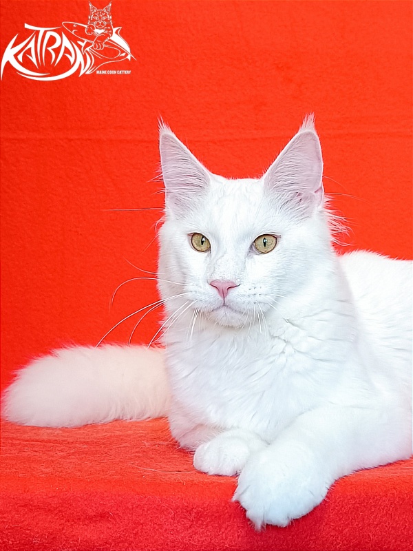 Katran Vegas - Юніор мейн-кун 7 місяців 1 тиждень