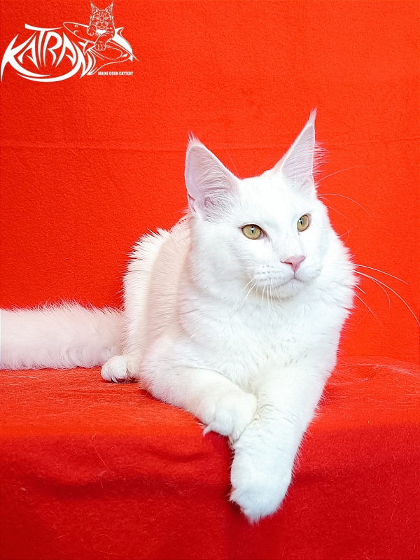 Katran Vegas - Юніор мейн-кун 7 місяців 1 тиждень