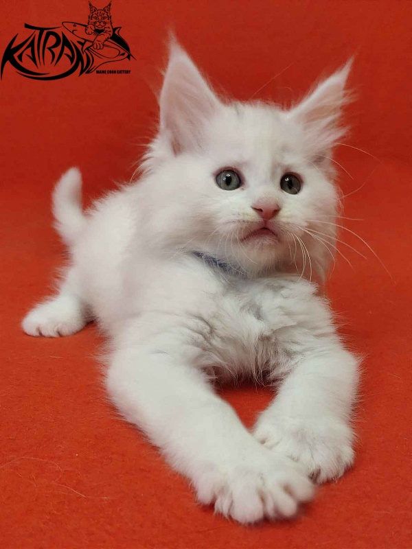 Katran Vegas - Кошеня мейн-кун 1 місяць 2 тижні