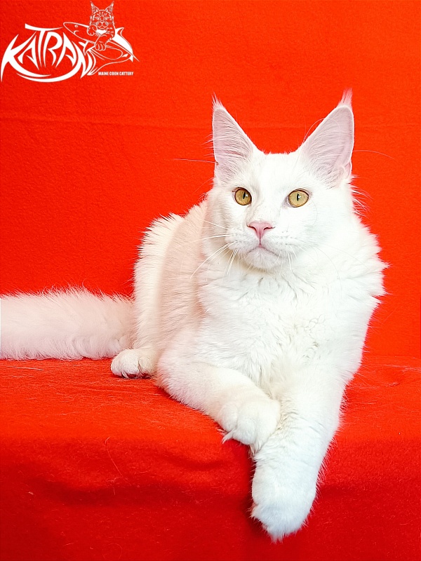 Katran Vegas - Юніор мейн-кун 7 місяців 1 тиждень