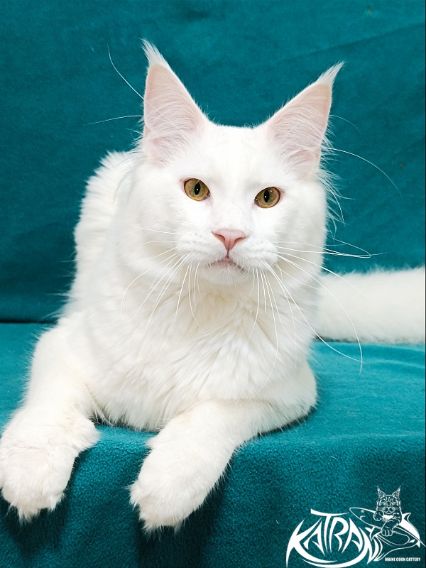 Katran Vegas - Юніор мейн-кун 9 місяців 2 тижні