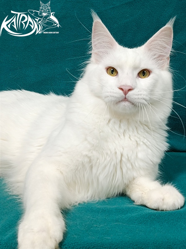 Katran Vegas - Юніор мейн-кун 9 місяців 2 тижні