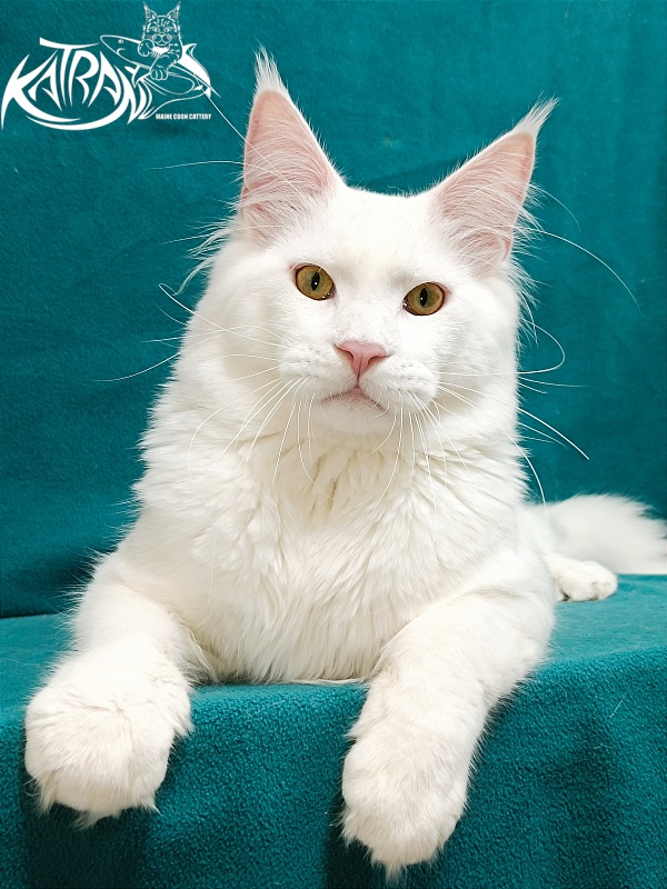 Katran Vegas - Юніор мейн-кун 9 місяців 2 тижні