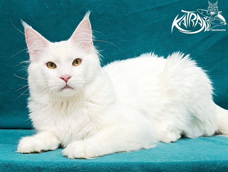 Katran Vegas - Юніор мейн-кун 9 місяців 2 тижні