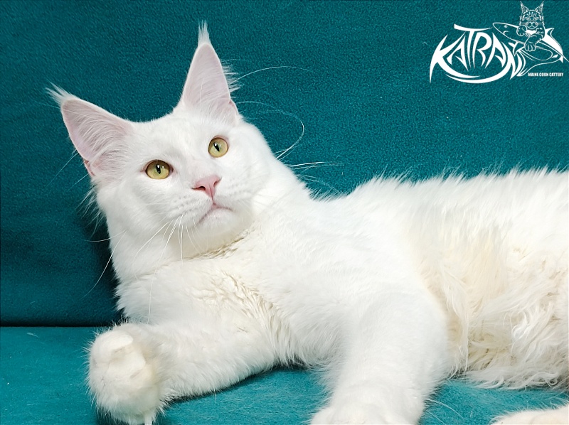 Katran Vegas - Юніор мейн-кун 9 місяців 2 тижні