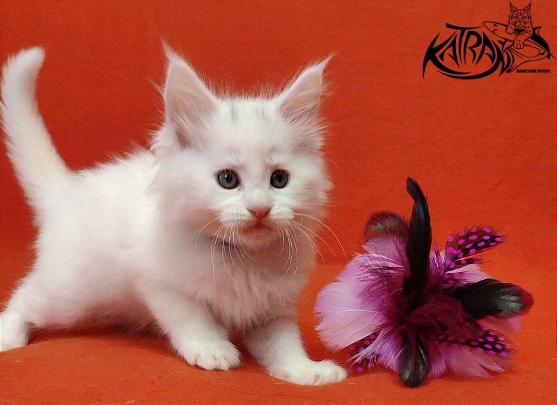 Katran Vegas - Кошеня мейн-кун 1 місяць 2 тижні