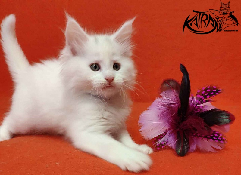 Katran Vegas - Кошеня мейн-кун 1 місяць 2 тижні