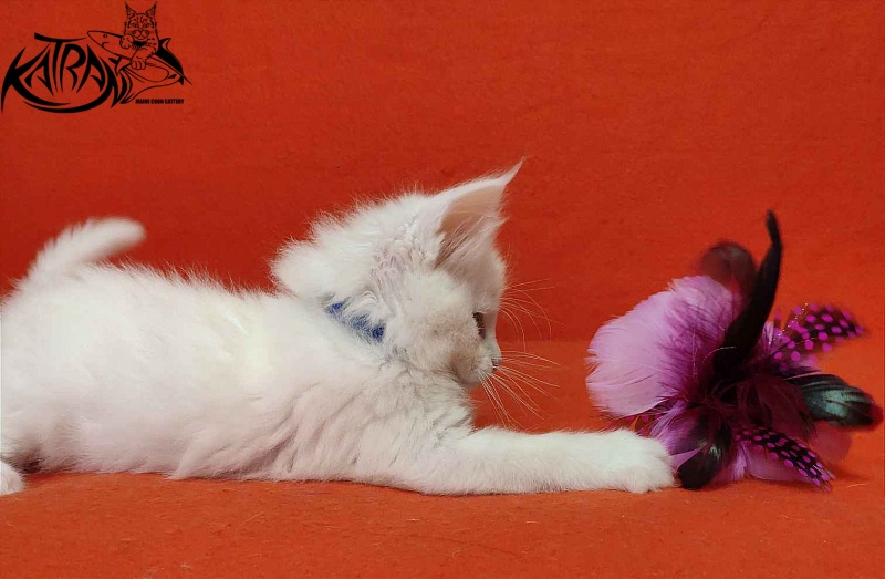 Katran Vegas - Кошеня мейн-кун 1 місяць 2 тижні