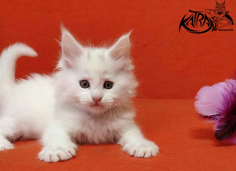 Katran Vegas - Кошеня мейн-кун 1 місяць 2 тижні