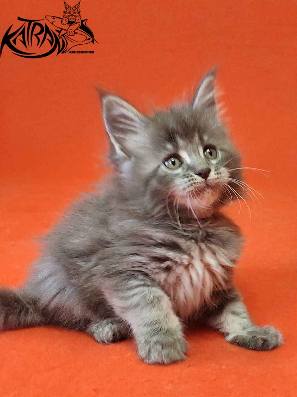 Katran Violetta - Кошеня мейн-кун 1 місяць 2 тижні