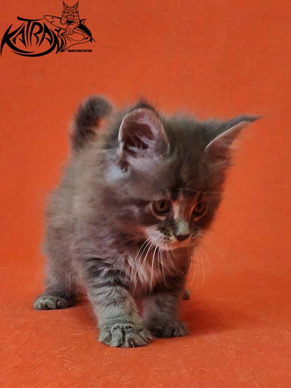 Katran Violetta - Кошеня мейн-кун 1 місяць 2 тижні