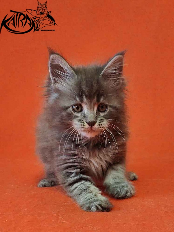 Katran Violetta - Кошеня мейн-кун 1 місяць 2 тижні