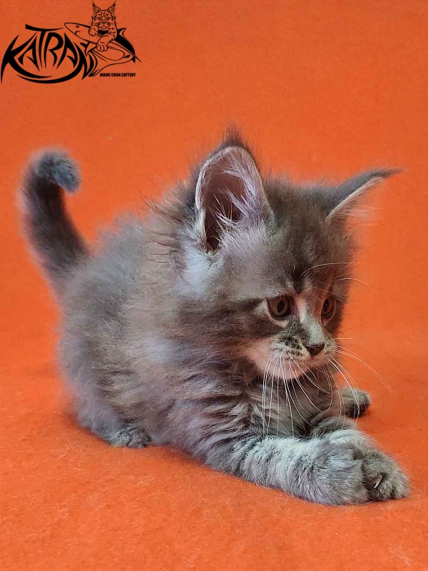 Katran Violetta - Кошеня мейн-кун 1 місяць 2 тижні