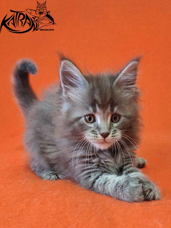 Katran Violetta - Кошеня мейн-кун 1 місяць 2 тижні