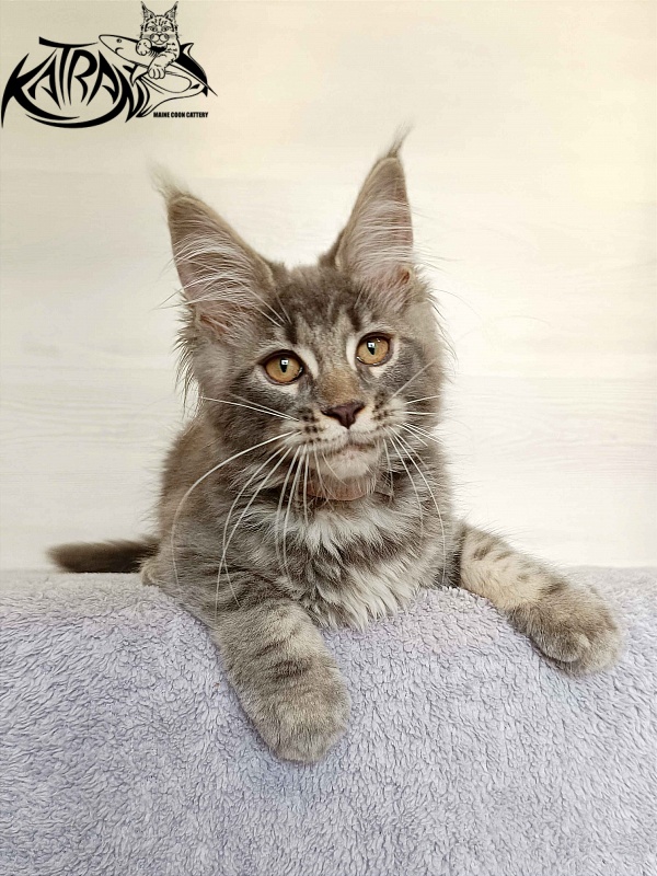 Katran Violetta - Кошеня мейн-кун 3 місяця